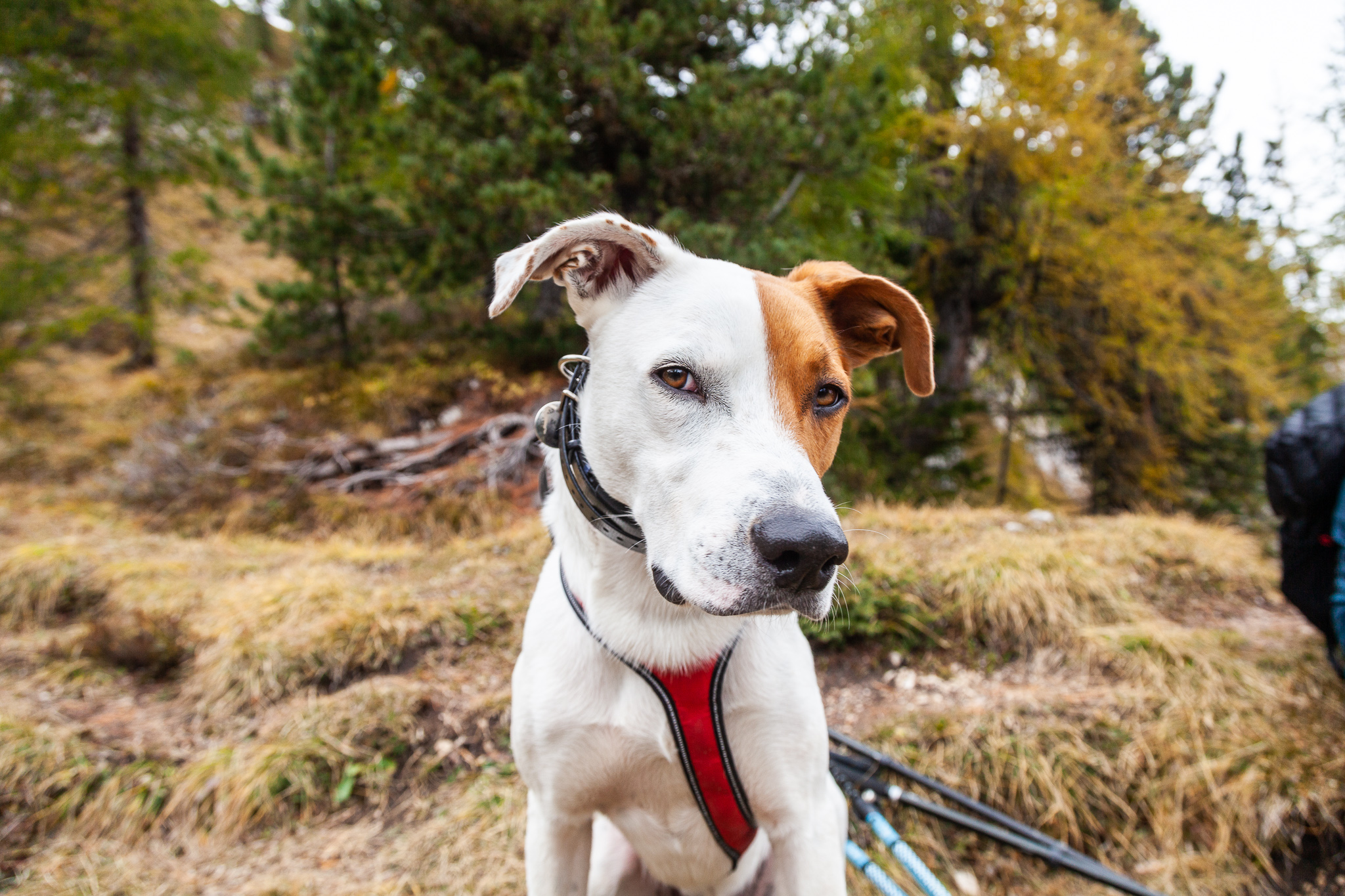 éducation et rééducation canine dans le Gresivaudan