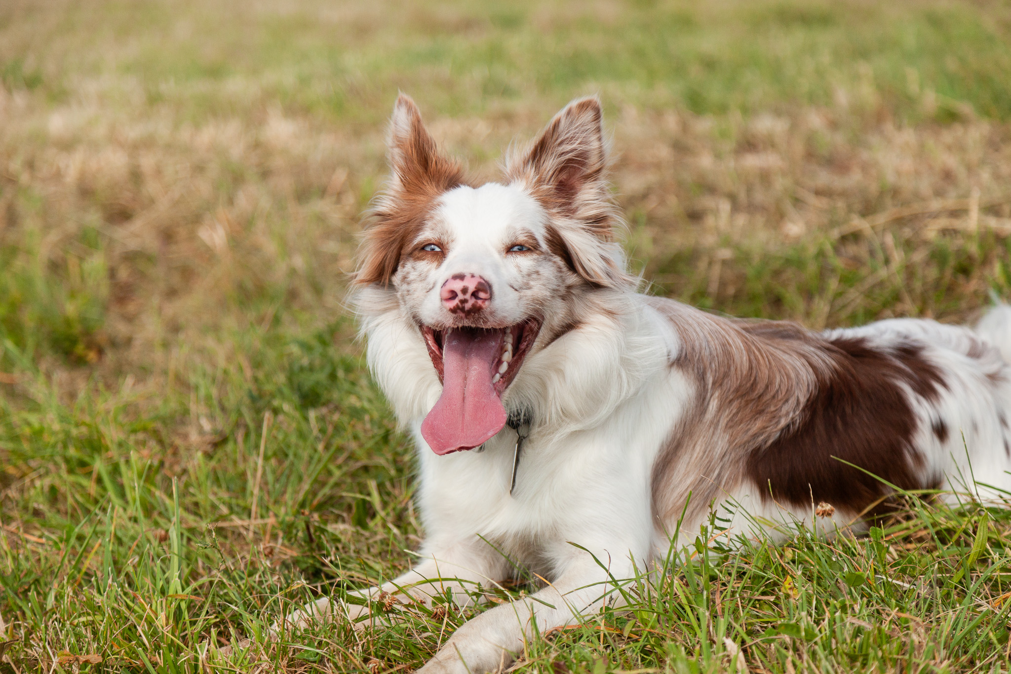 éducation et rééducation canine dans le Gresivaudan