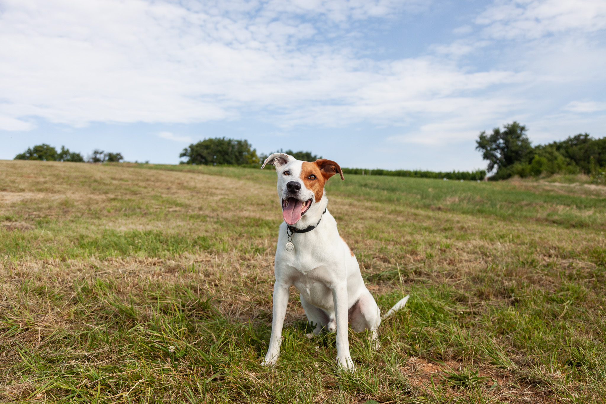 chien-éducateur canin